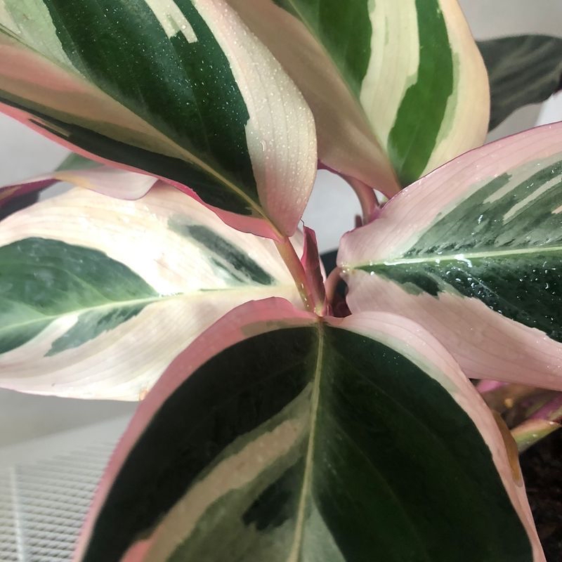 Plant care for Alpine Watermilfoil on Greg, the plant care app