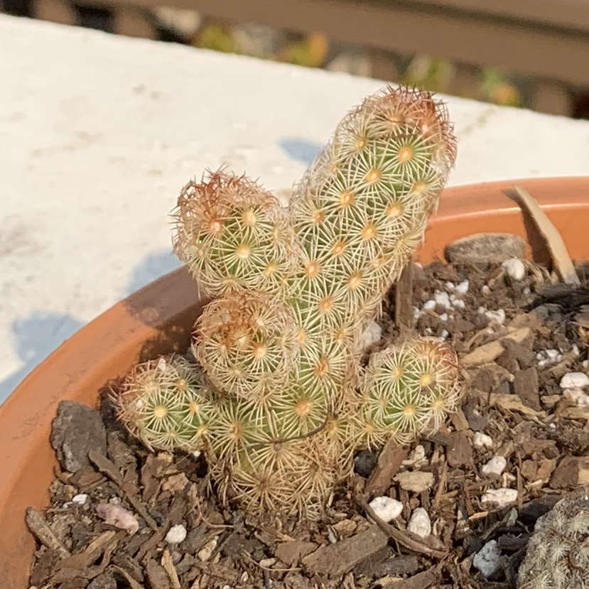 Comb Hedgehog Cactus in a pot with visible soil, appears healthy.