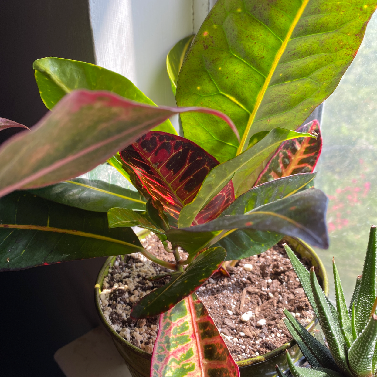 Vibrant and healthy Croton 'Petra' plant with characteristic variegated leaves in shades of green, yellow, orange, and red.