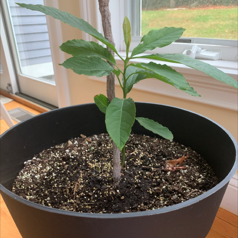 Healthy young avocado plant in a black plastic pot on a wooden surface near a window, featuring green leaves and visible soil.