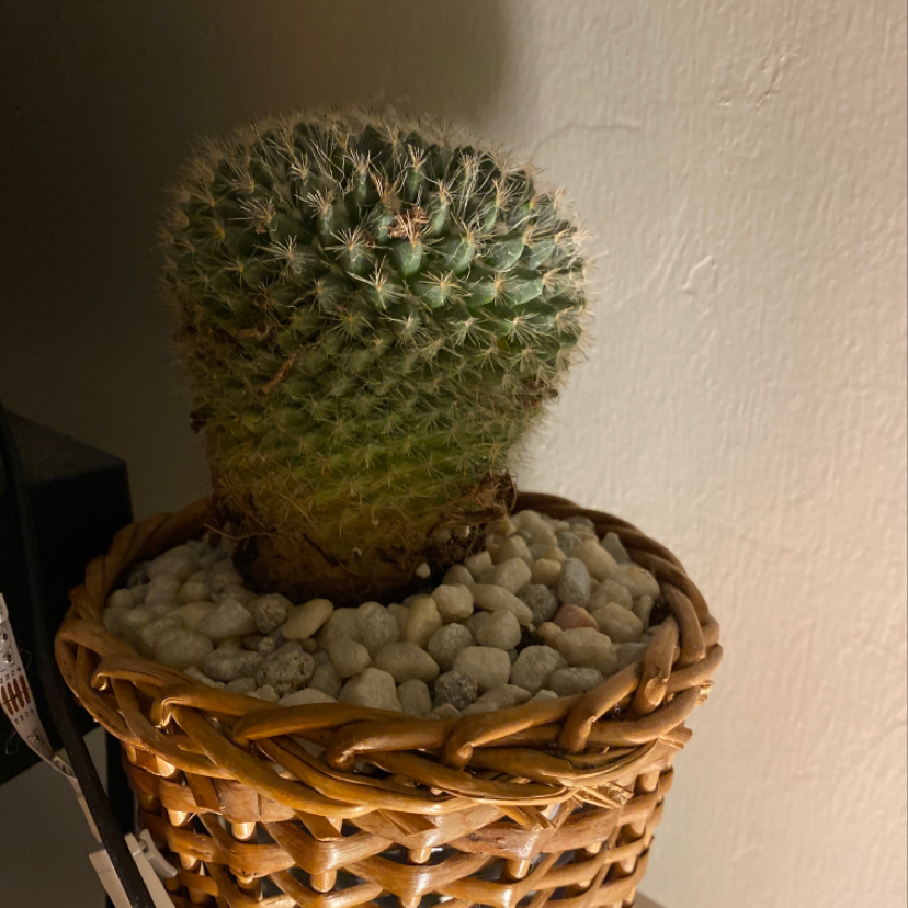 Mammillaria Haageana cactus in a woven basket pot with white pebbles.