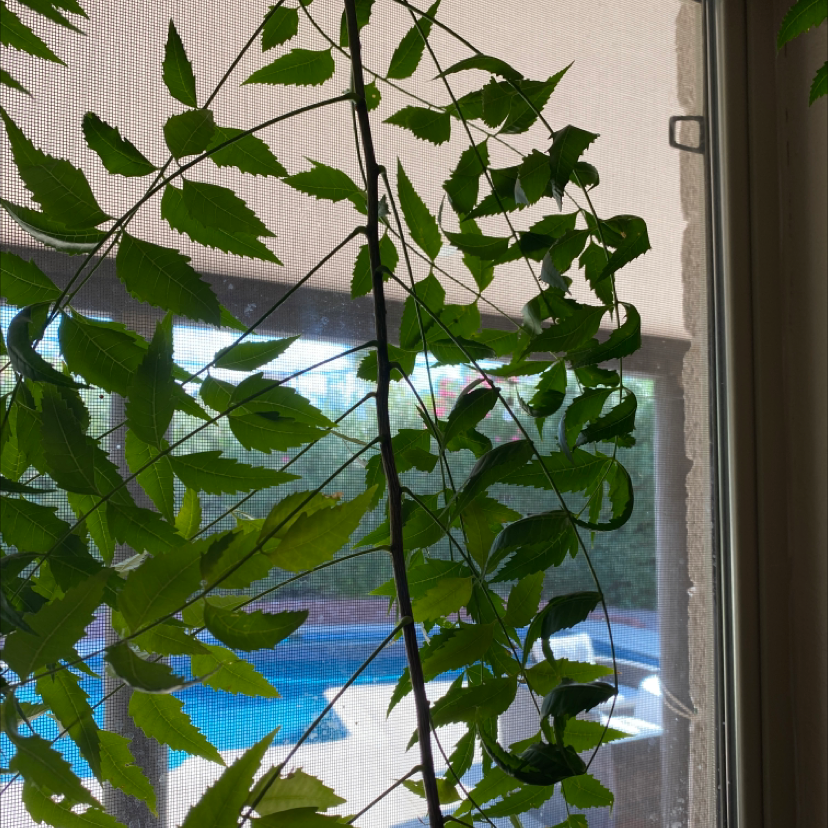 Why Are There Black Spots on My Black Elderberry Leaves?