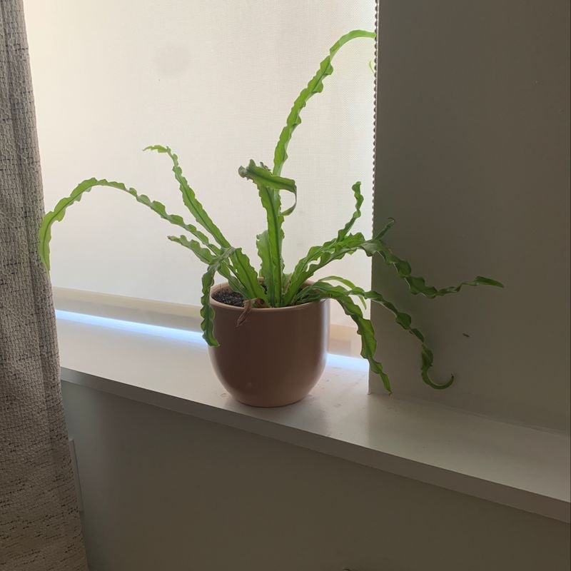 A healthy Bird's Nest Fern with long, green fronds in a brown pot on a white shelf.