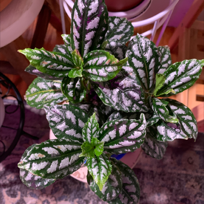 Healthy Aluminum Plant with distinctive silver markings on its leaves.