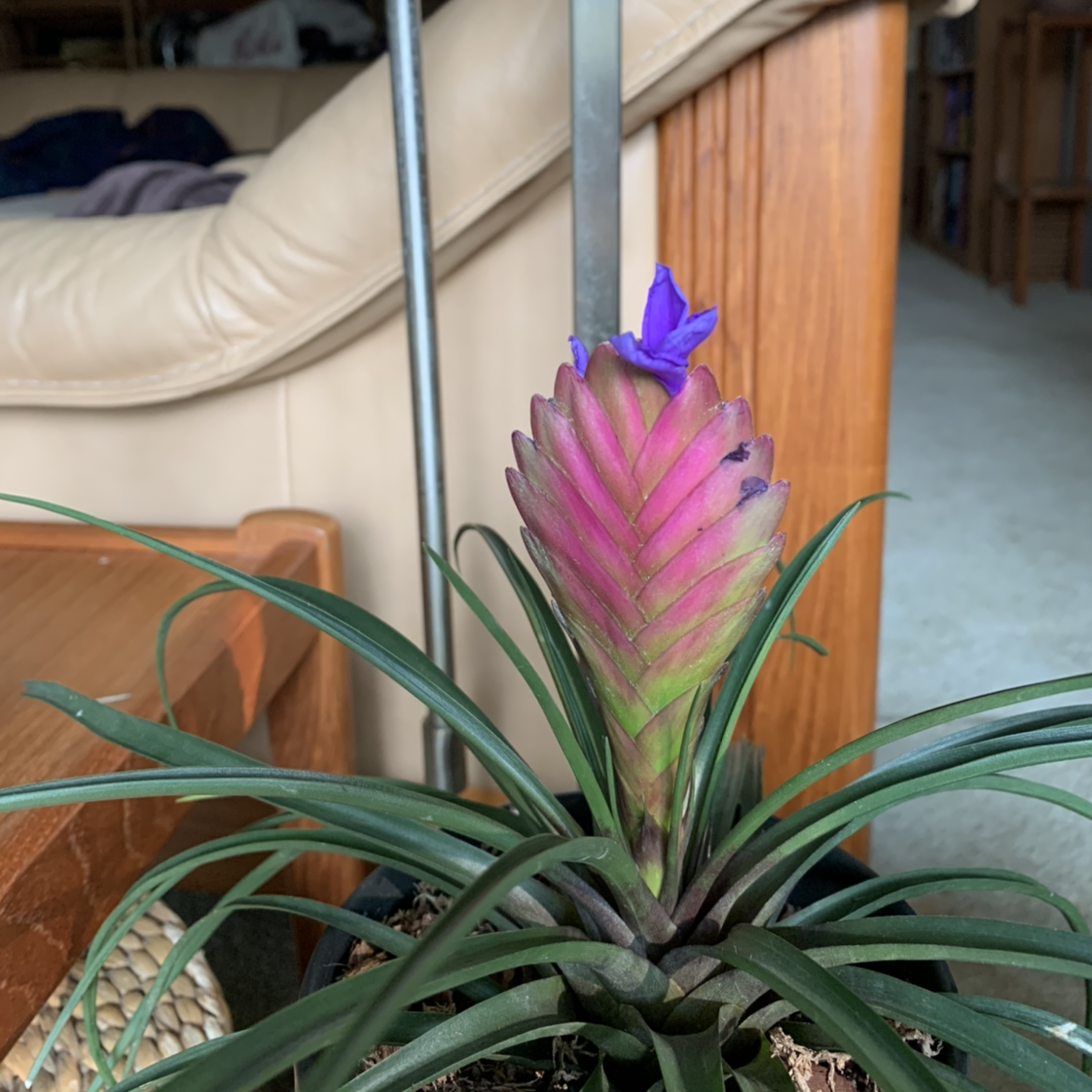 Photo of the plant species Tiger Grass by Gage named Peter on Greg, the plant care app