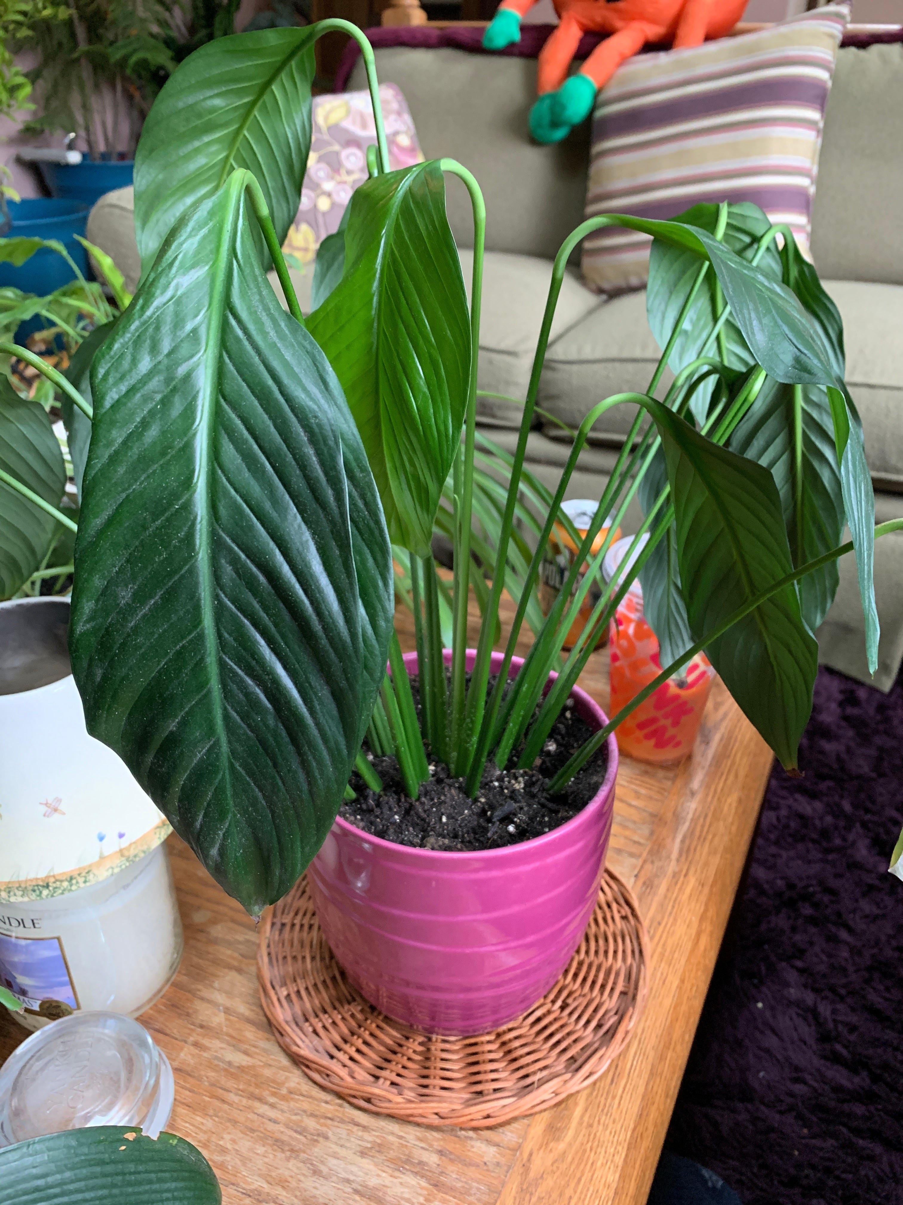 🔍 Diagnosing Peace Lily Yellow Leaves