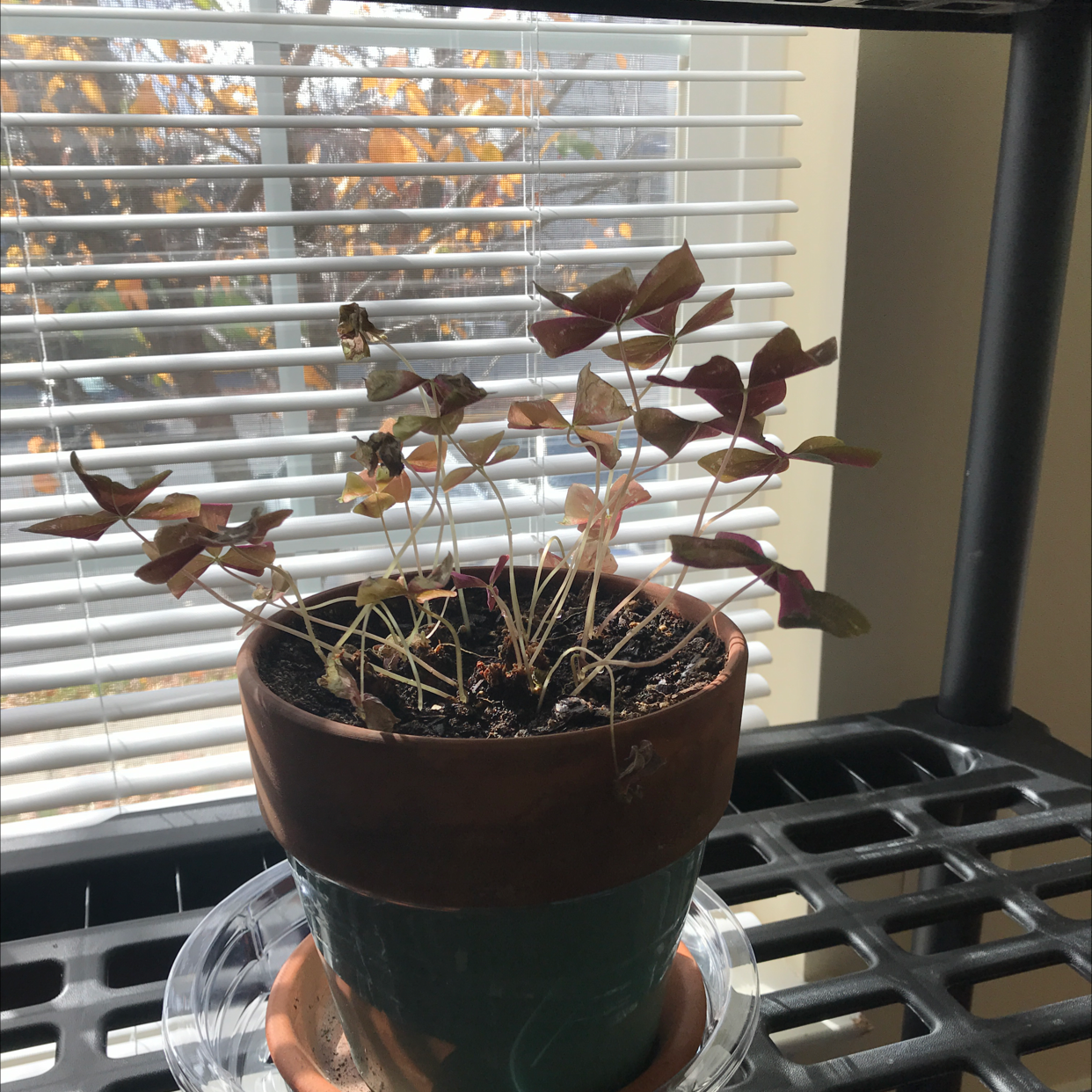 Potted Purple Shamrock plant with deep purple triangular leaves, centered on a stove in front of a window.