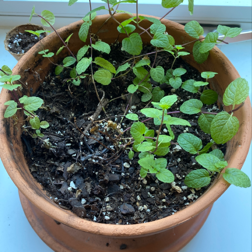 Peppermint plant in a terracotta pot with healthy green leaves and visible soil.