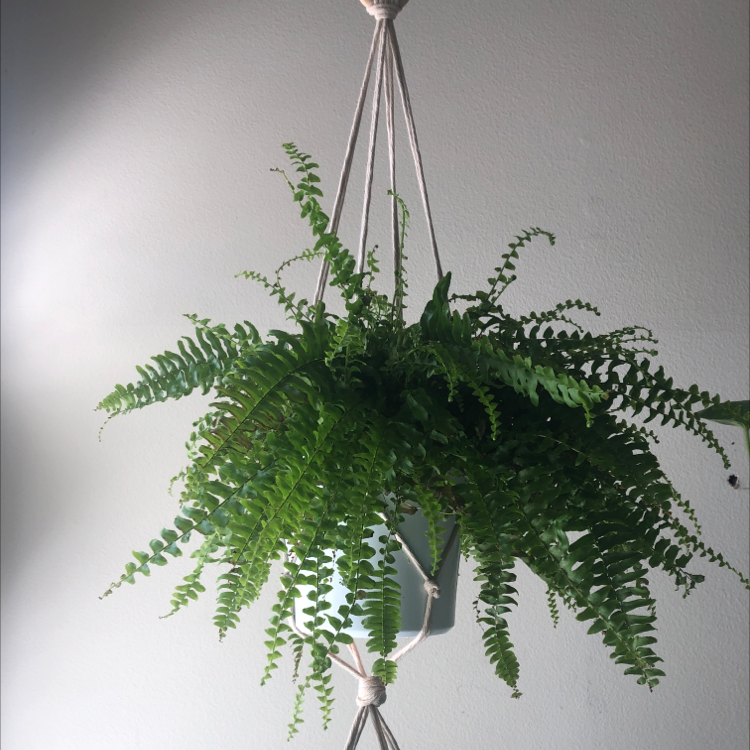 A thriving, healthy Boston Fern with lush green foliage, hanging in a macrame planter against a white background.