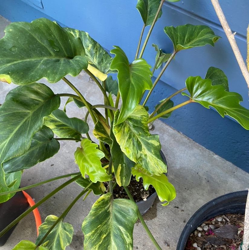 Why Are There Brown Spots On My Philodendron Xanadu Leaves? 🤔