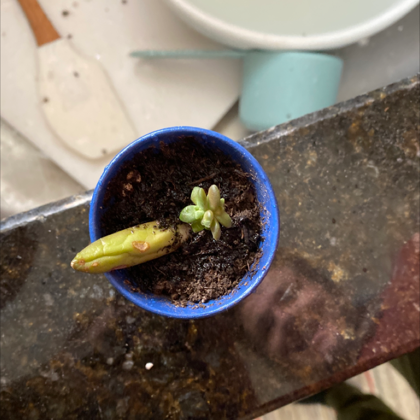 Jelly Bean Plant in a blue pot with visible soil and a yellowing leaf.