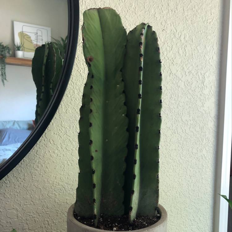 Pleated Cereus plant in a pot, well-framed and healthy.