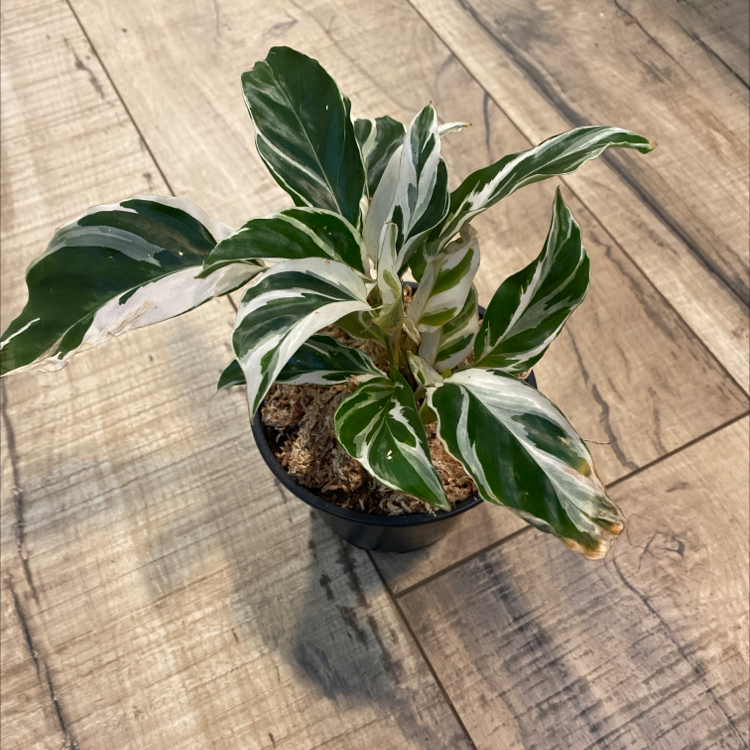 Never Never Plant with variegated leaves in a small pot on a wooden floor.