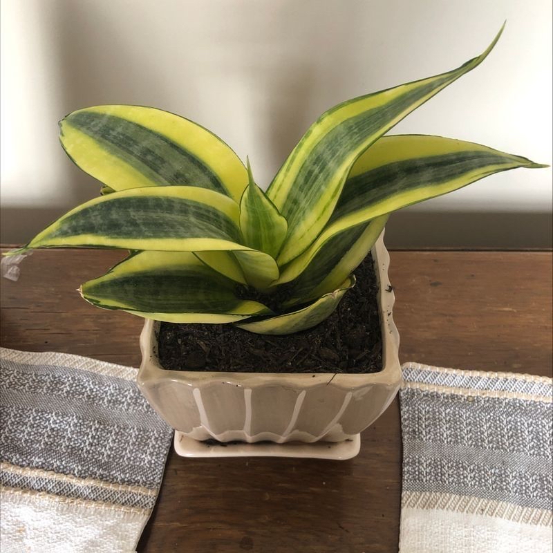 Plant care for Jade.plant on Greg, the plant care app