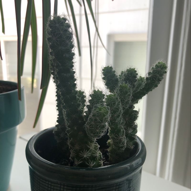 Bunny Ears Cactus (Opuntia microdasys) in a pot near a window, appears healthy.
