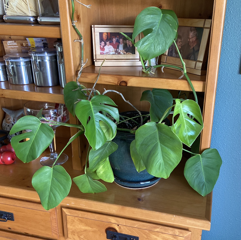 Healthy Monstera deliciosa plant with glossy split leaves in blue ceramic pot on wooden shelf with framed photo.