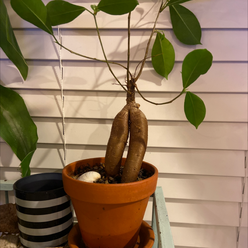 Healthy Ficus ginseng bonsai with braided trunks in a striped terracotta pot, set against white wooden blinds.