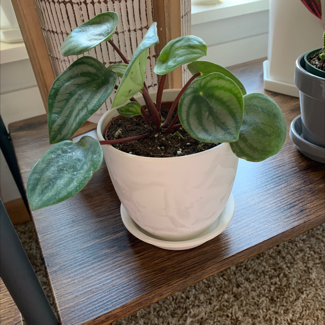 Healthy Watermelon Peperomia plant in a white pot with vibrant leaves.