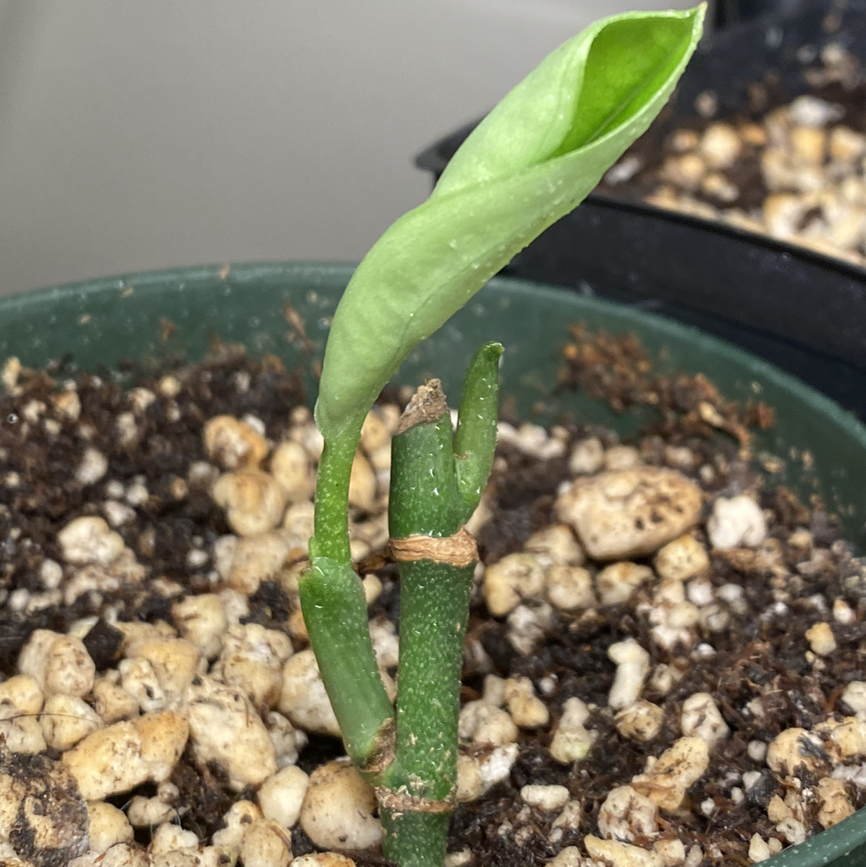 Close-up of a potted Euphorbia tirucalli plant with thin, cylindrical green leaves emerging from small rocks, looking healthy and vibrant.