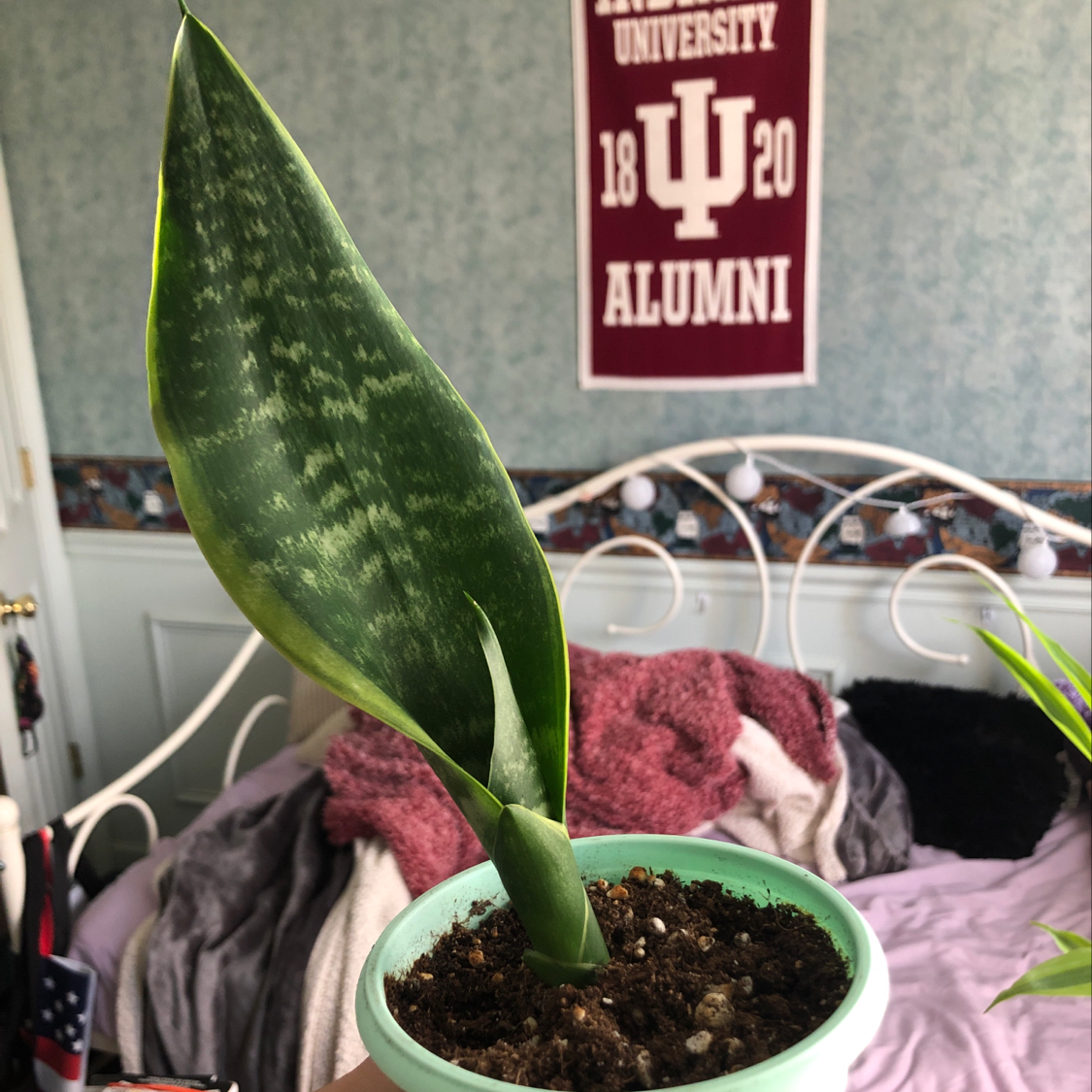 Plant care for False Christmas Cactus on Greg, the plant care app