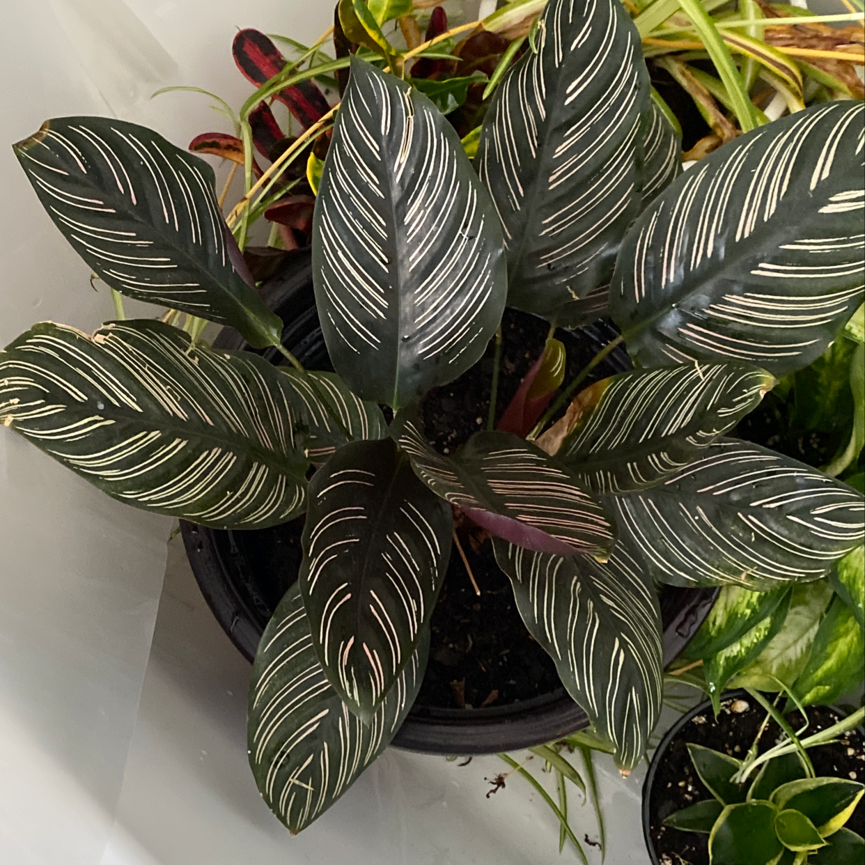 Pinstripe Calathea with distinct white stripes on dark green leaves in a pot.