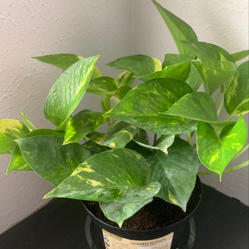 Photo of the plant species Black gem variegated by Stephanie named Navajo on Greg, the plant care app