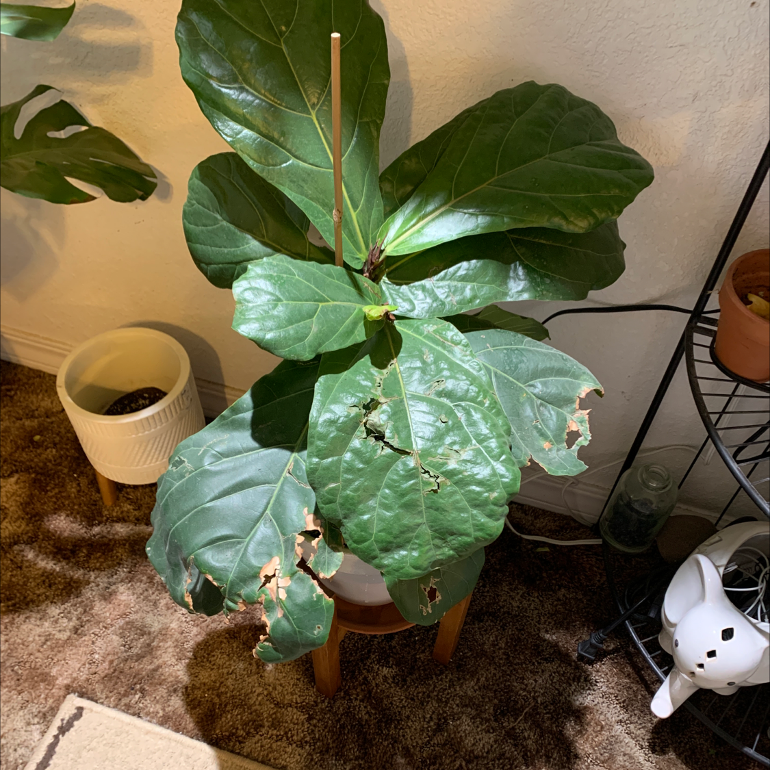 Fig