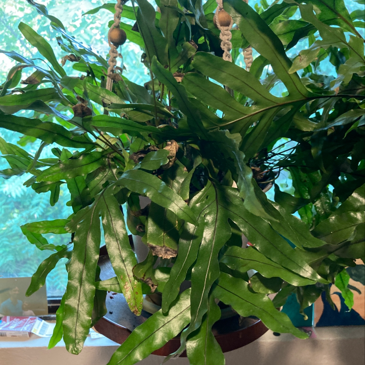 Blue Star Fern in a hanging pot with healthy green leaves.