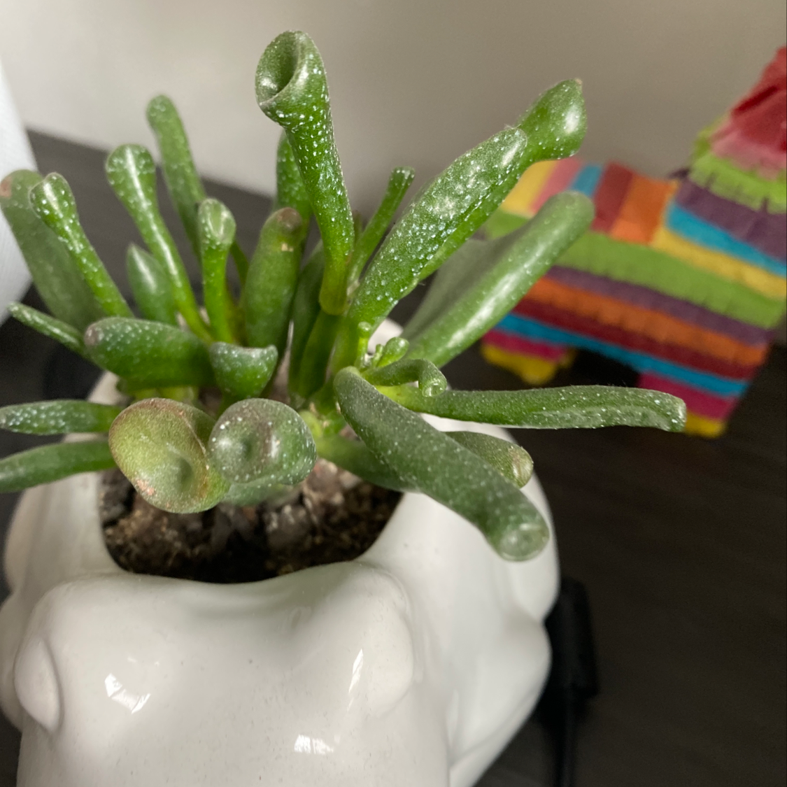 Jade plant in a white pot with green leaves, colorful decoration in the background.