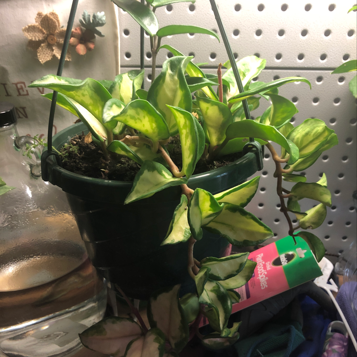 Healthy potted waxplant with vibrant green, waxy leaves hanging in a black plastic pot.