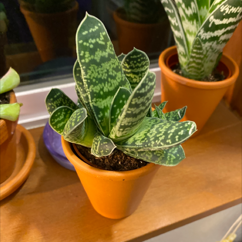 Silver Squill plant in a small orange pot with speckled leaves, other plants in background.