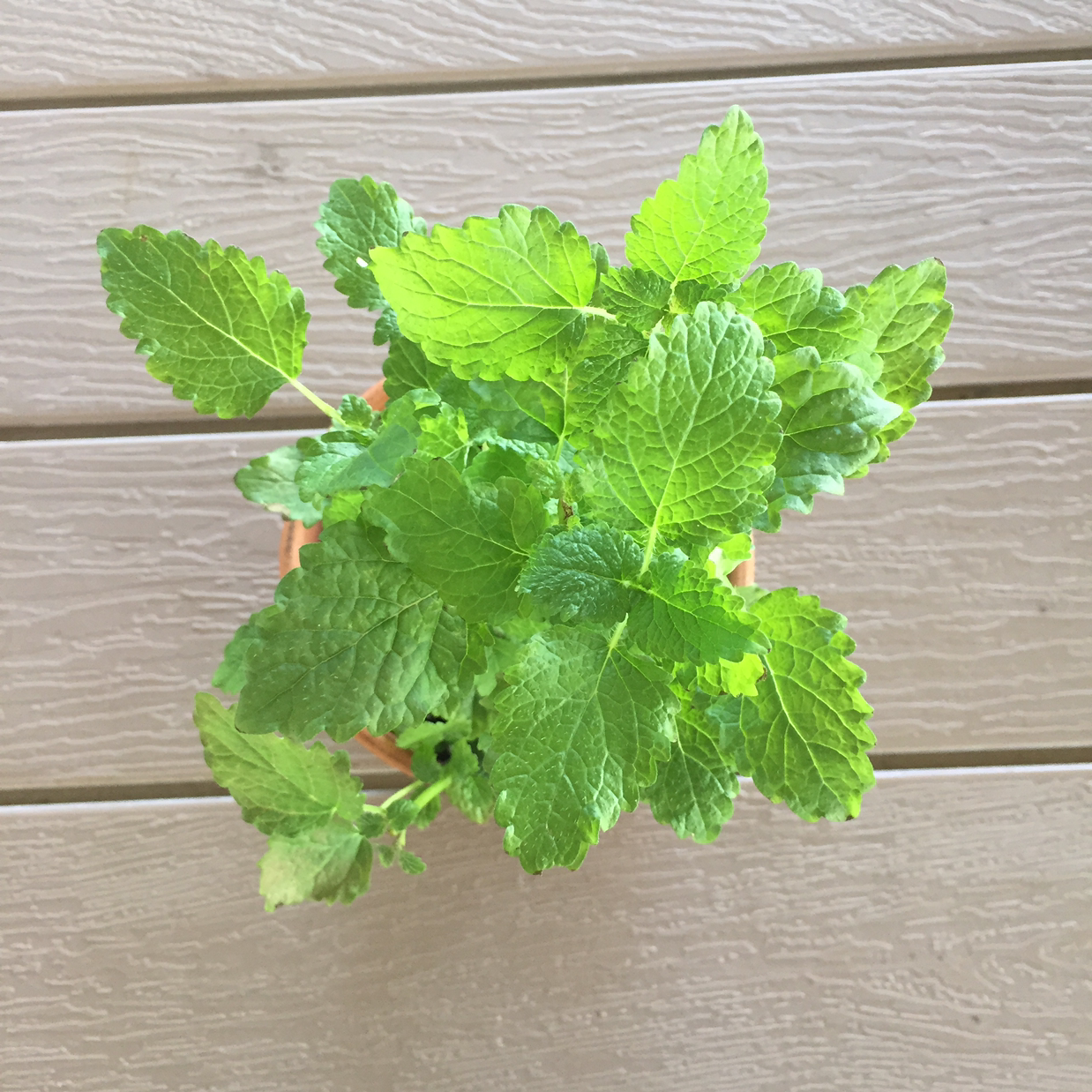 Top view of a healthy Lemon Balm plant with vibrant green leaves.