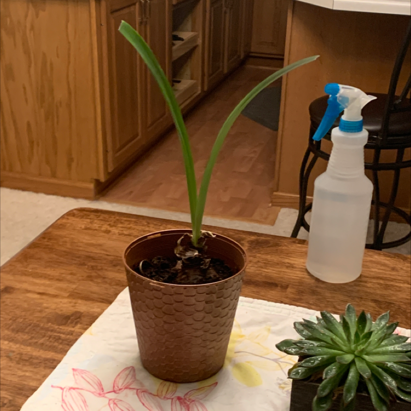 Potted Striped-Tubed Amaryllis with long green leaves on a wooden table, succulent and spray bottle nearby.