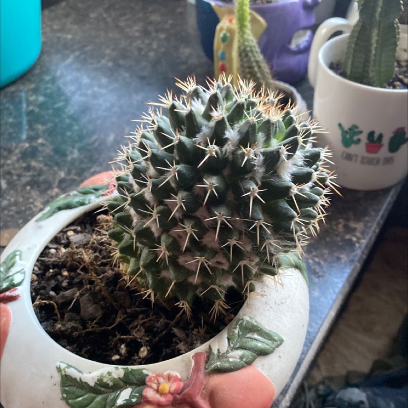 Mexican Pincushion cactus in a decorative pot with visible soil.