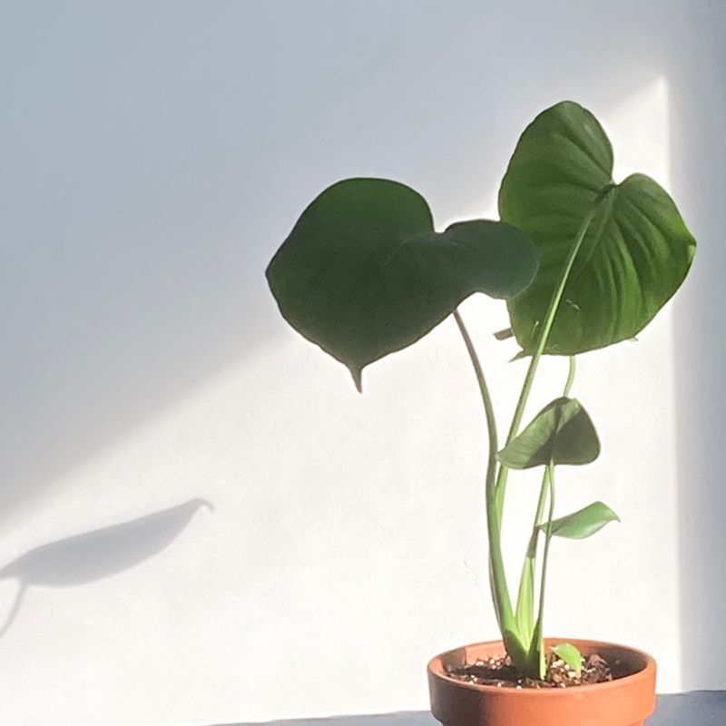 Healthy Heartleaf Philodendron plant with glossy green heart-shaped leaves in a terracotta pot, well-framed against a white background.