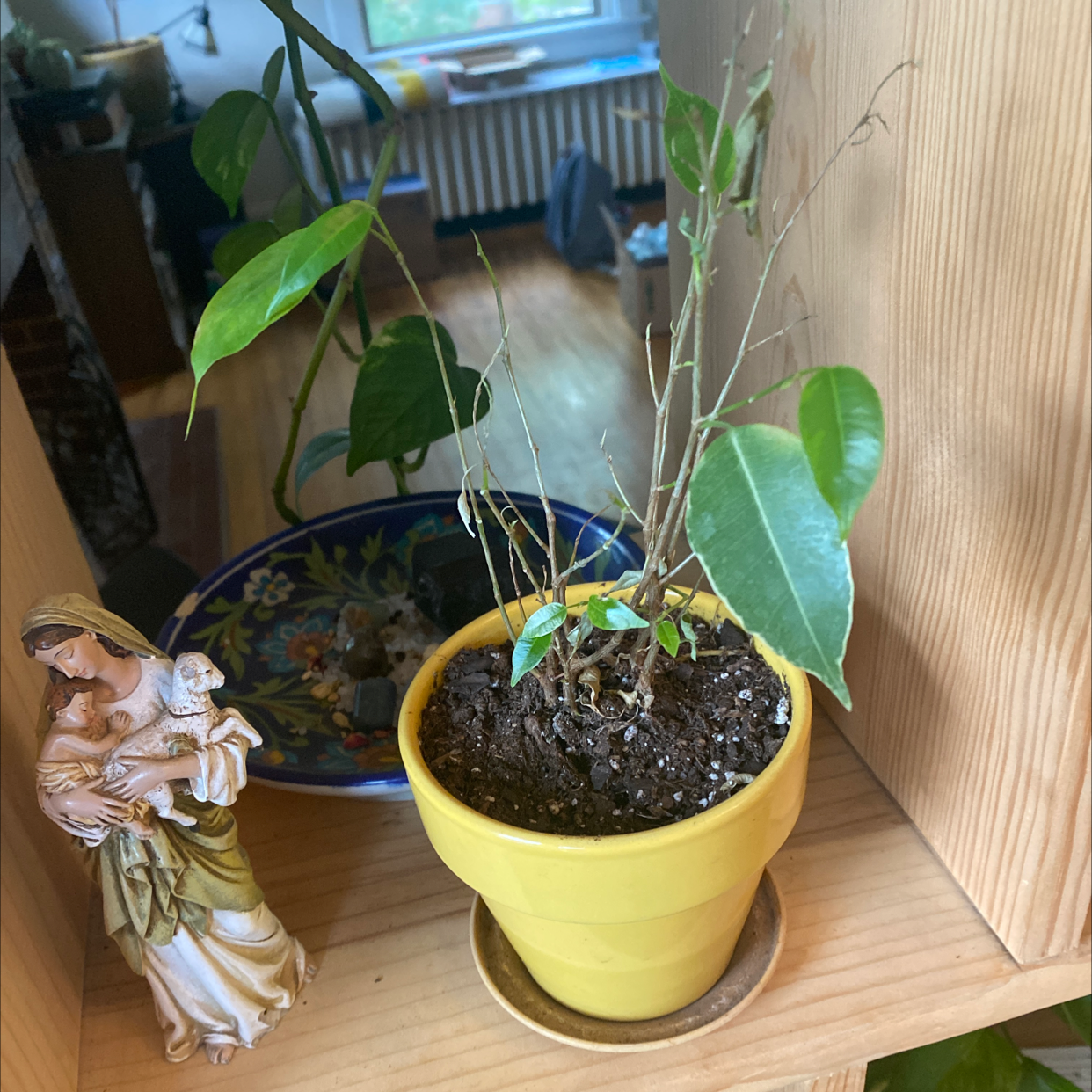 A potted weeping fig plant with glossy green leaves, slight leaf yellowing, in a yellow ceramic pot, alongside an angel figurine.