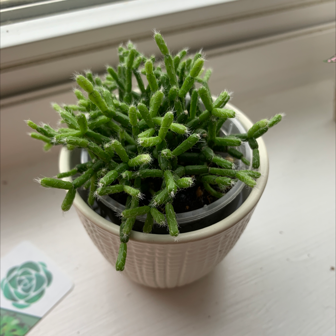 Healthy Sand Pygmyweed succulent in a white pot on a windowsill.