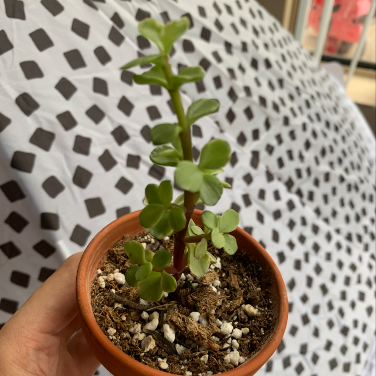Healthy Elephant Bush plant in a terracotta pot with green leaves and visible soil.