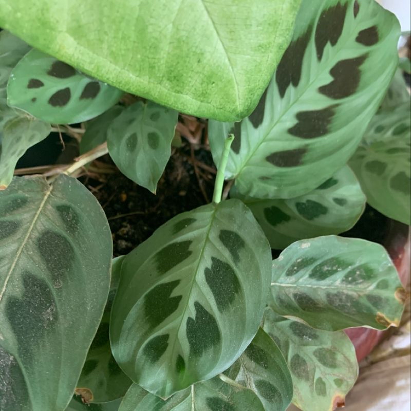 Close-up of healthy green prayer plant leaves with distinctive herringbone patterns and red veins, no signs of discoloration or disease.