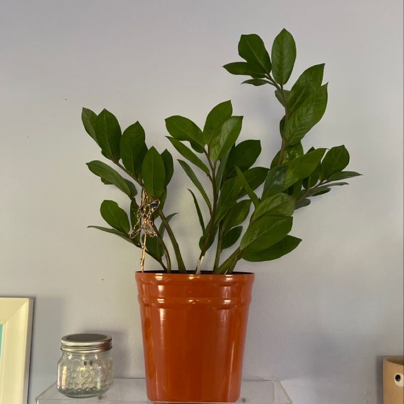 Zamioculcas Zamiifolia plant photo by @MaterialPlant named Maurice on Greg, the plant care app.