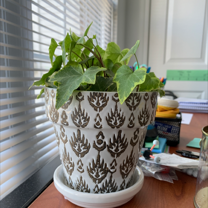 Healthy English Ivy plant with lush green leaves cascading over sides of a white patterned pot, sitting on a windowsill.