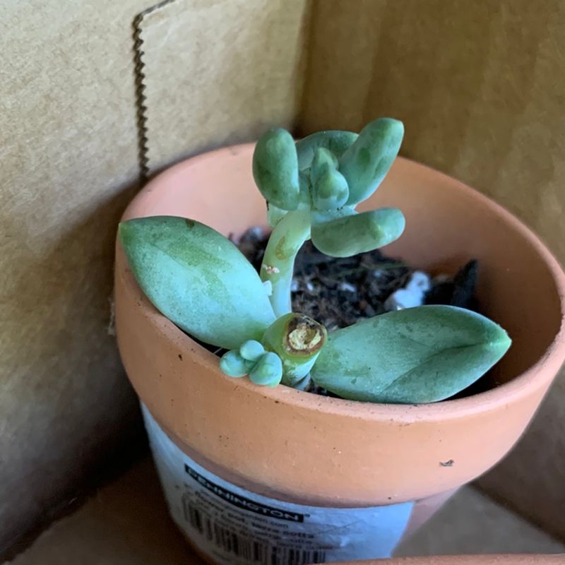 Pachyphytum 'Moon Silver' succulent in a terracotta pot inside a cardboard box.