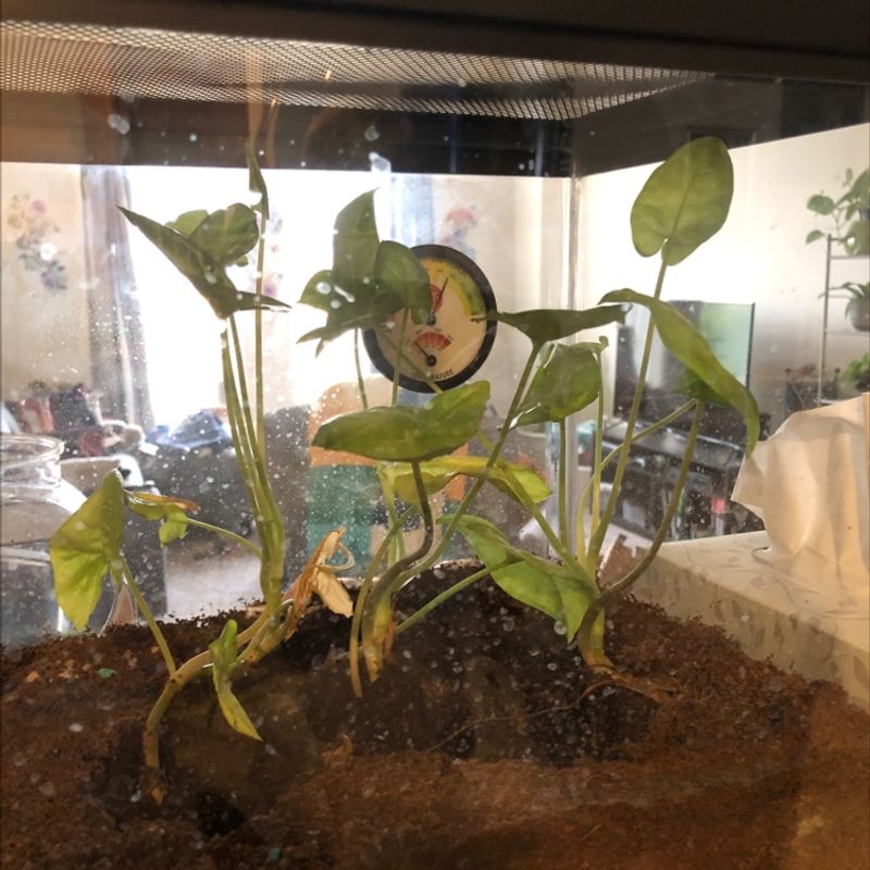 Arrowhead plant in small terrarium with vibrant green leaves, dark moist soil, and visible roots, appearing healthy and well-cared for.