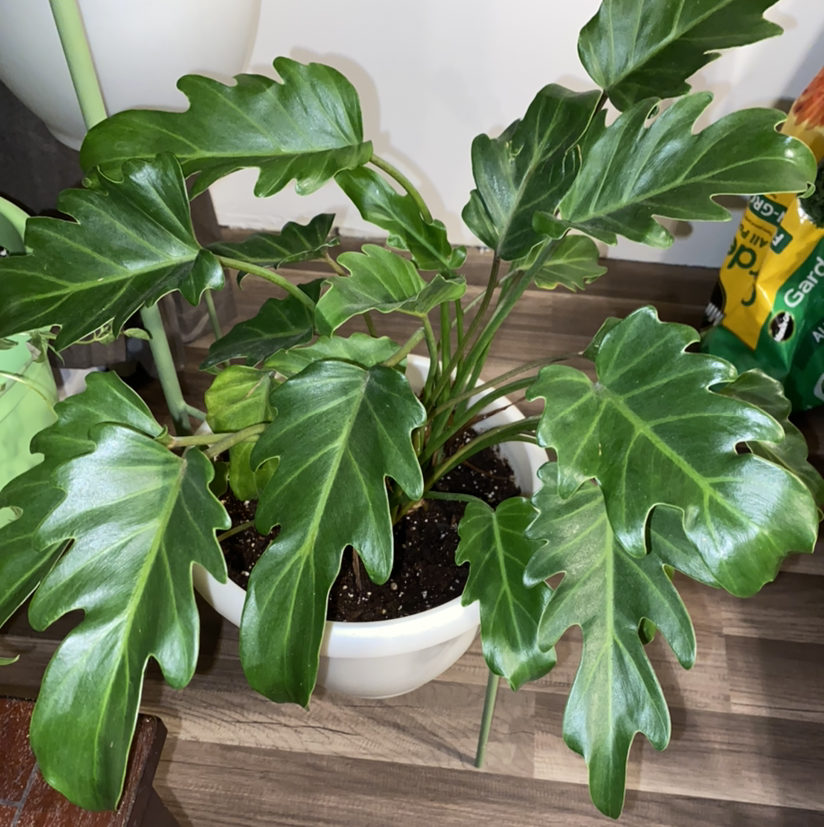 Philodendron Xanadu plant in a white pot with healthy green leaves and visible soil.