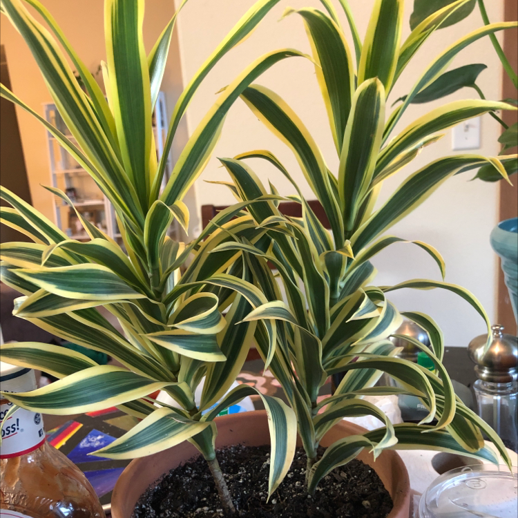 Healthy Song of India plant with vibrant green and yellow variegated leaves, potted in dark soil with decorative items at the base.