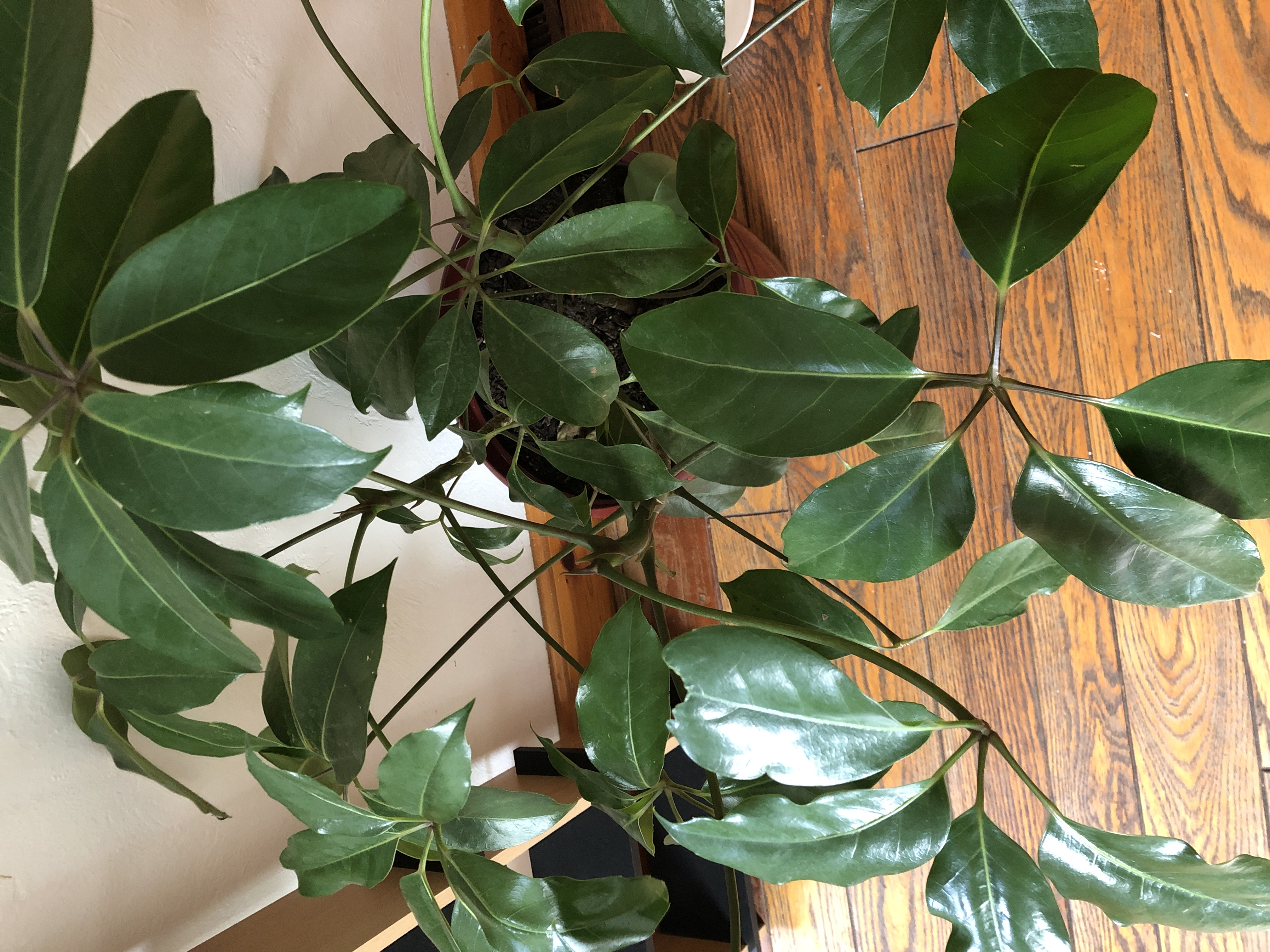 Healthy umbrella tree houseplant with glossy green palmate leaves, free of discoloration or signs of disease.