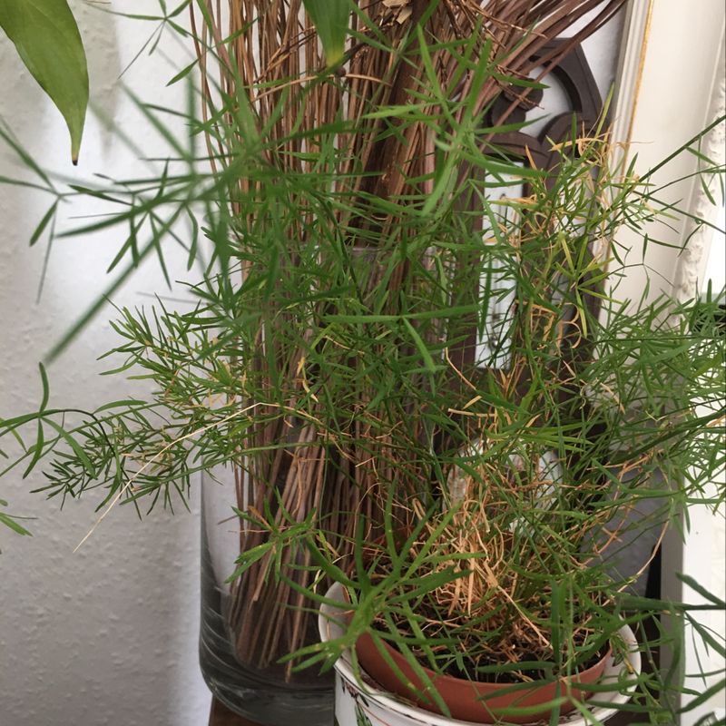 Healthy potted Asparagus Fern houseplant with lush feathery green foliage in a terracotta pot.