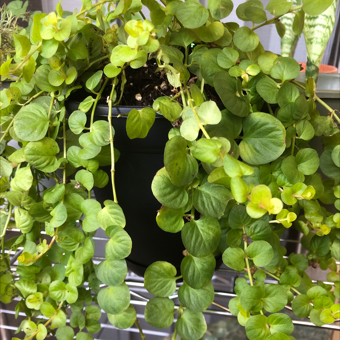 Creeping Jenny plant in a black pot with small, round, green leaves.