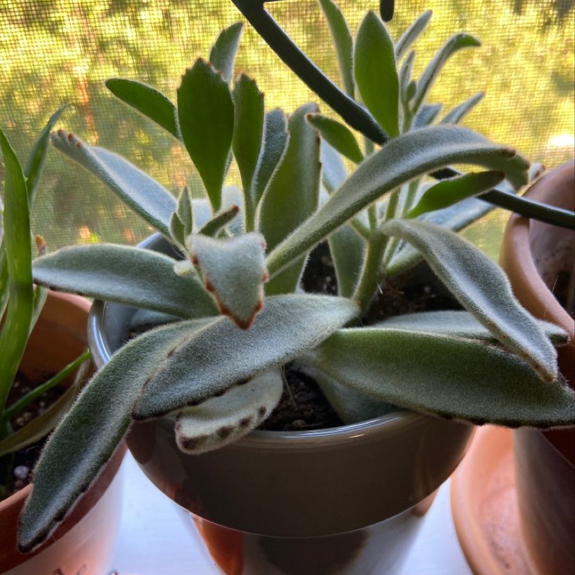 Panda Plant (Kalanchoe tomentosa) in a pot with some browning at the leaf tips.