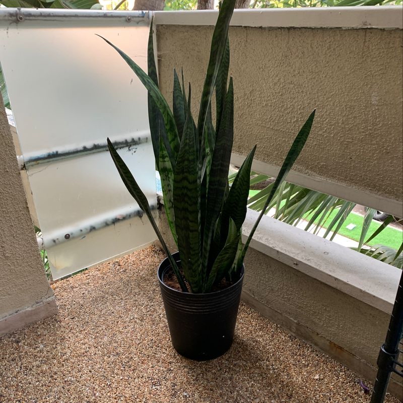 Snake Plant in a black pot on a balcony, appears healthy with upright green leaves.